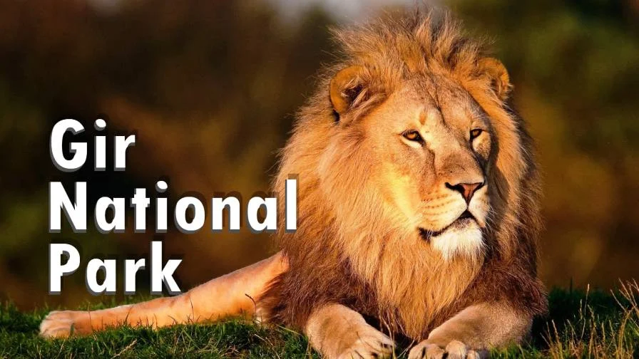 Gir National Park